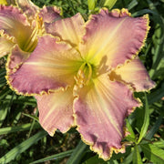 Chatham Choice Daylily from Oakes Daylilies