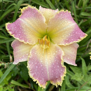 Chatham Choice Daylily from Oakes Daylilies