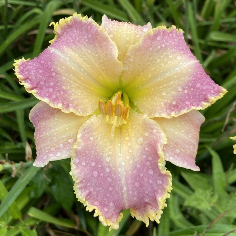 Chatham Choice Daylily from Oakes Daylilies