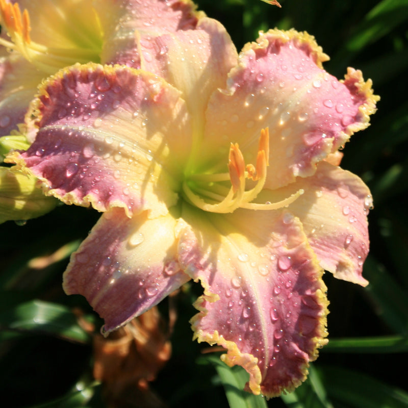 Chatham Choice Daylily from Oakes Daylilies