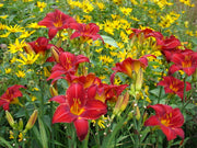 Chicago Apache Daylily from Oakes Daylilies