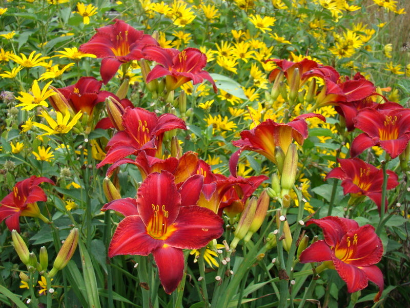 Chicago Apache Daylily from Oakes Daylilies