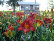 Chicago Apache Daylily from Oakes Daylilies