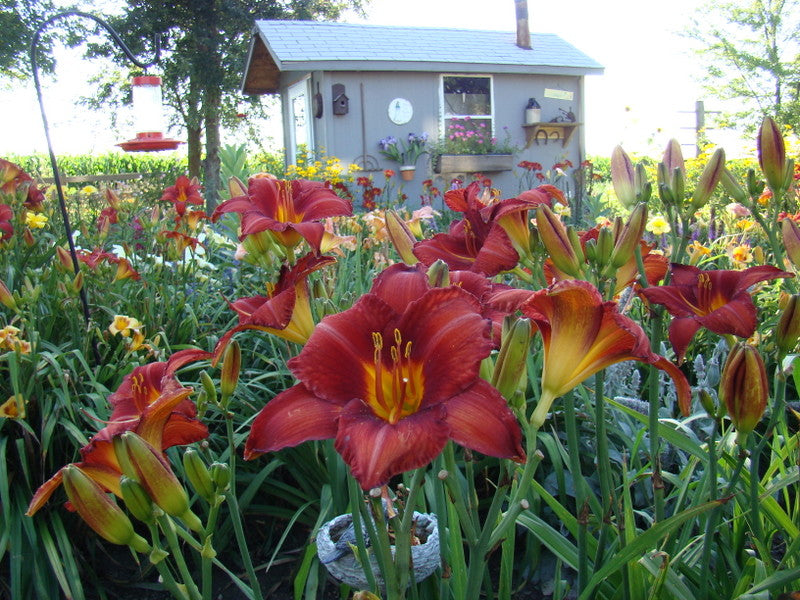 Chicago Apache Daylily from Oakes Daylilies