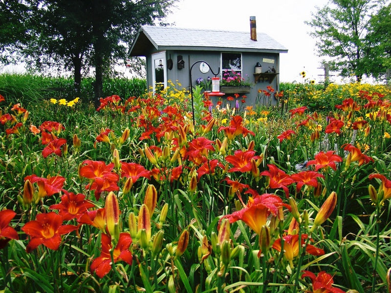 Chicago Apache Daylily from Oakes Daylilies
