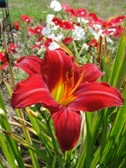 Chicago Apache Daylily from Oakes Daylilies