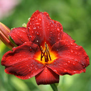 Chicago Apache Daylily from Oakes Daylilies
