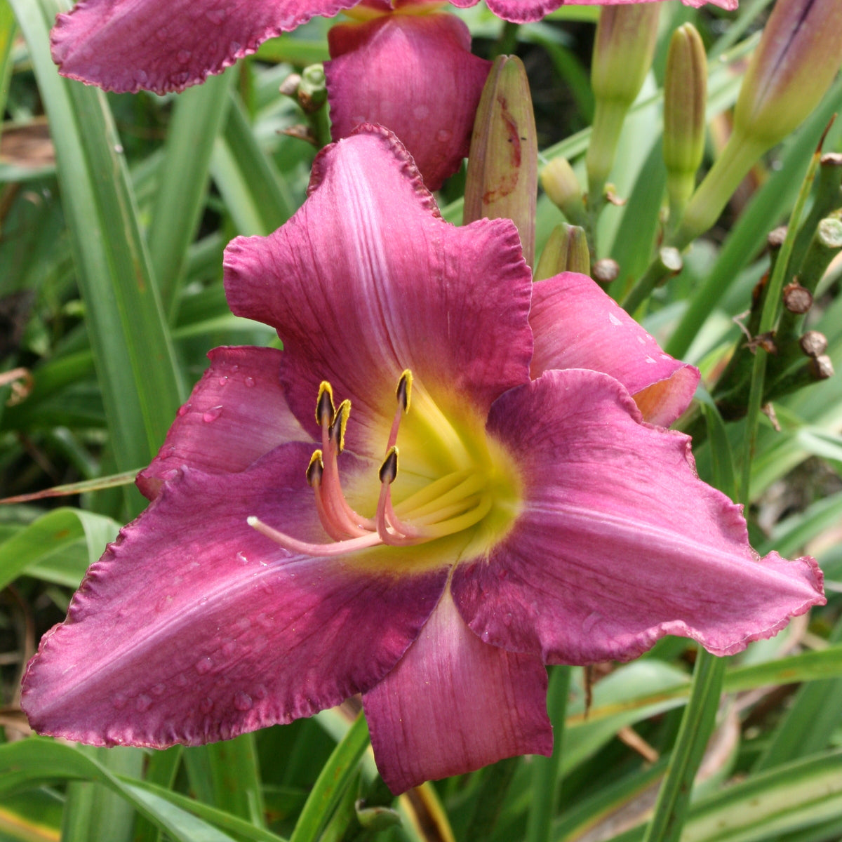 Chicago Arnie's Choice Daylily | Vigorous Performer | Oakes Daylilies