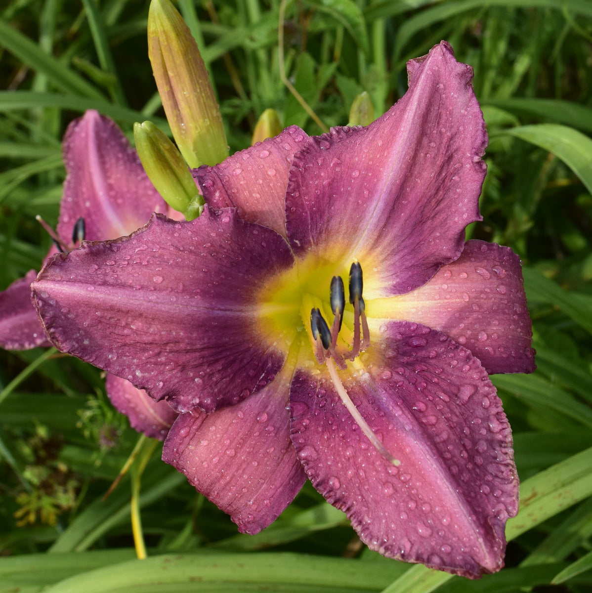 Chicago Arnie's Choice Daylily | Vigorous Performer | Oakes Daylilies