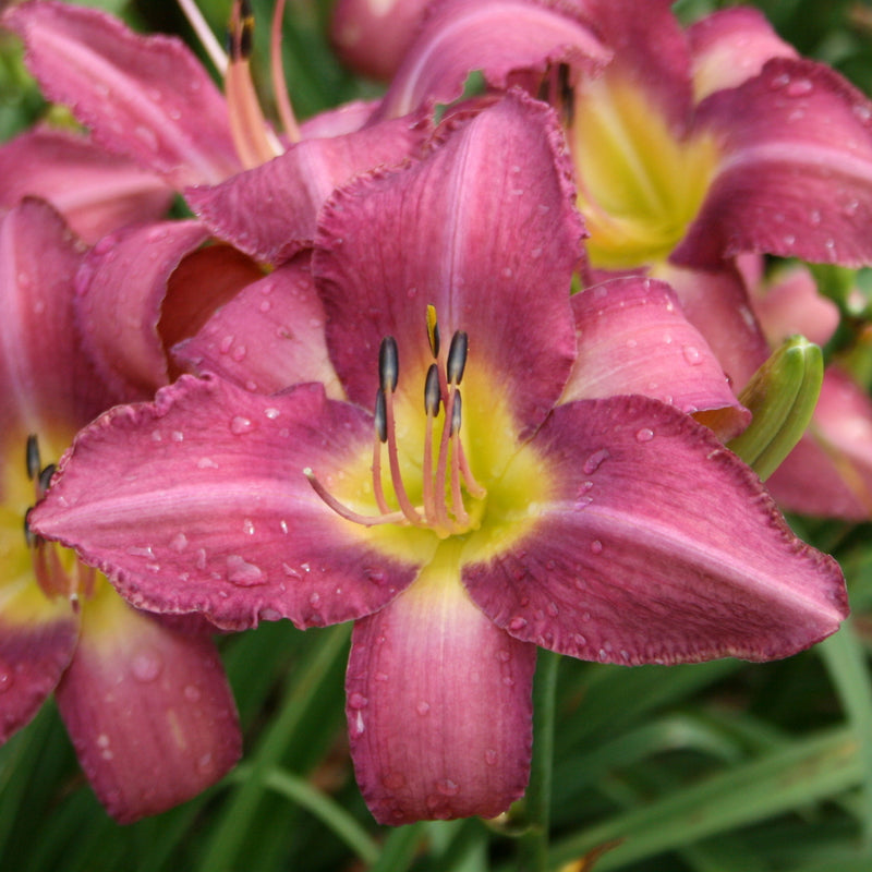 Chicago Arnie's Choice Daylily from Oakes Daylilies