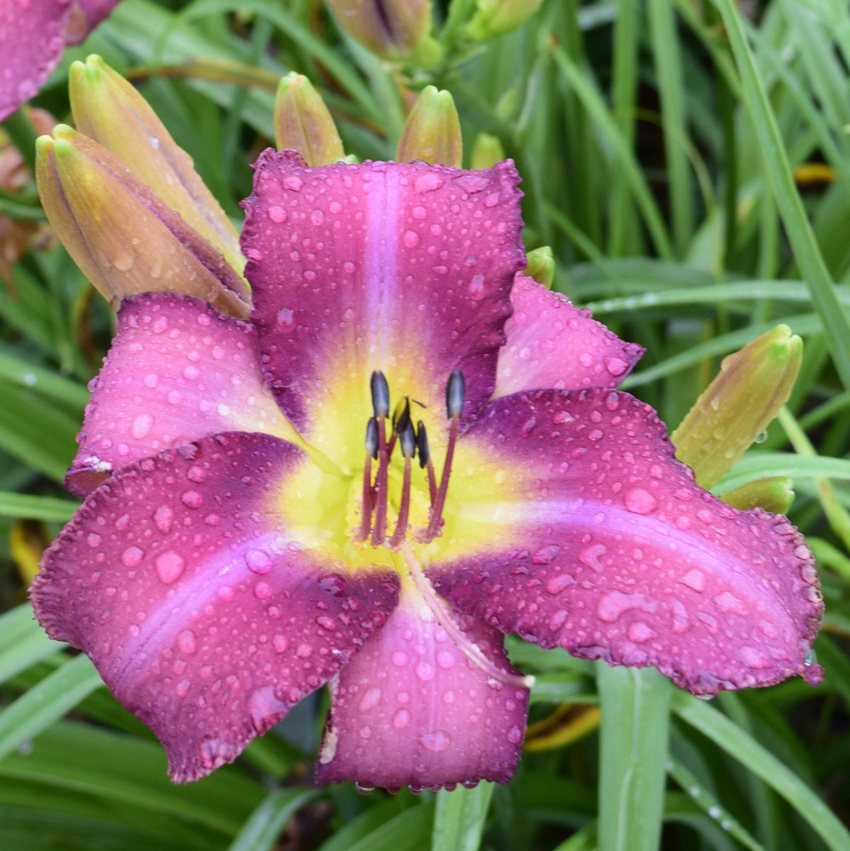 Chicago Arnie's Choice Daylily | Vigorous Performer | Oakes Daylilies