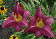 Chicago Arnie's Choice Daylily from Oakes Daylilies