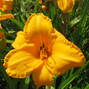 Chicago Gold Coast Daylily from Oakes Daylilies