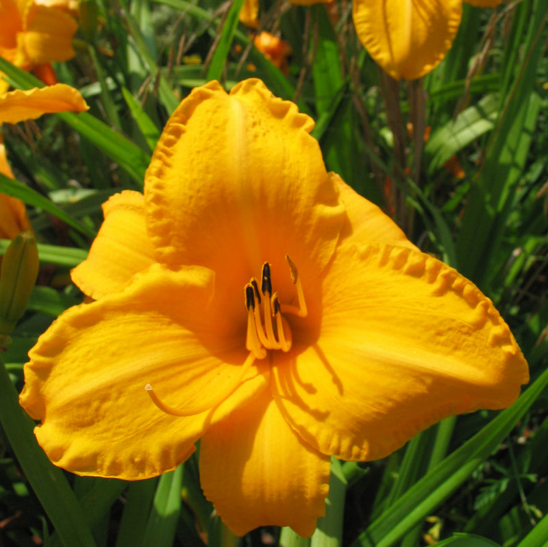 Chicago Gold Coast Daylily from Oakes Daylilies