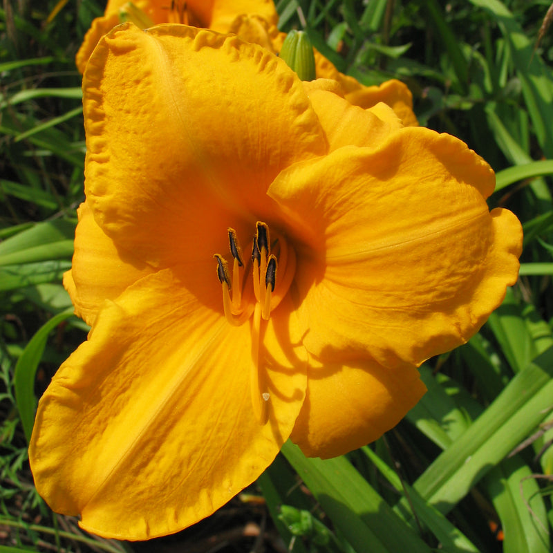 Chicago Gold Coast Daylily from Oakes Daylilies