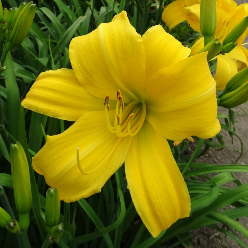 Chicago Star Daylily from Oakes Daylilies