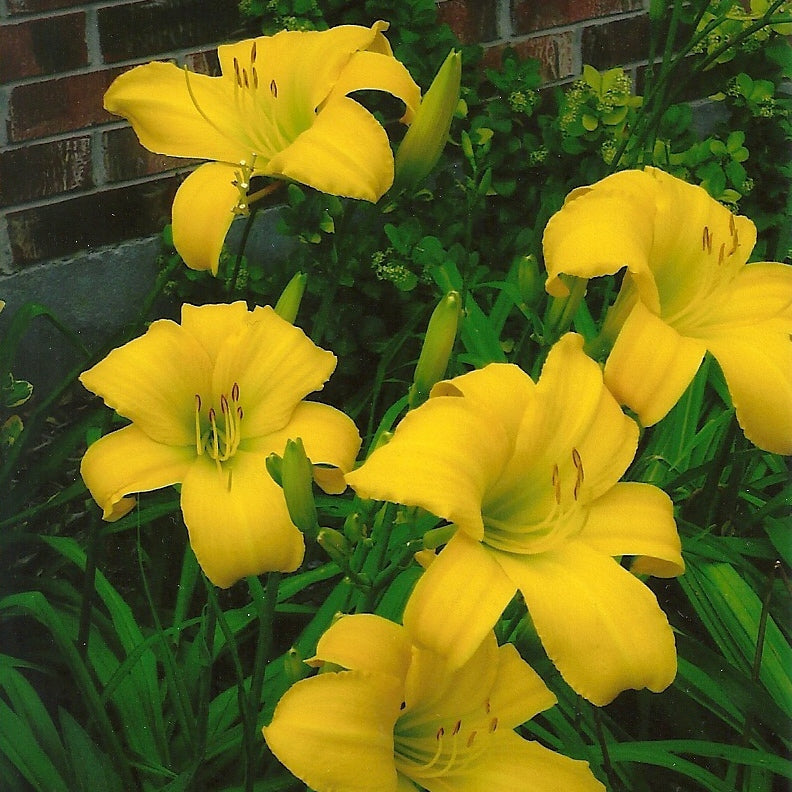 Chicago Star Daylily | Customer Favorite | Oakes Daylilies