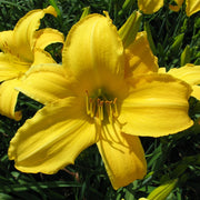Chicago Star Daylily from Oakes Daylilies