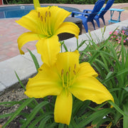 Chicago Star Daylily from Oakes Daylilies