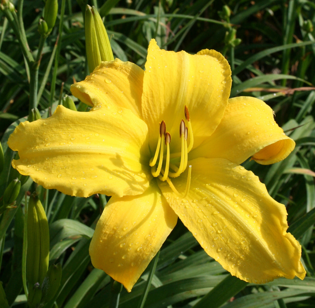 Chicago Star Daylily | Customer Favorite | Oakes Daylilies
