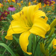Chicago Star Daylily from Oakes Daylilies