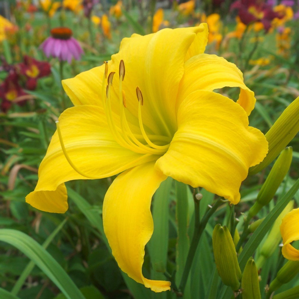 lilicko様　イエロー　フル　クラックグラス Chicago Star Daylily | Customer Favorite | Oakes Daylilies