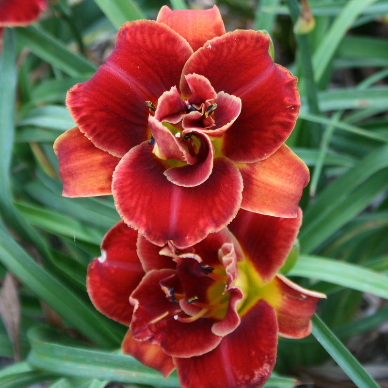 Chinese Scholar Daylily from Oakes Daylilies