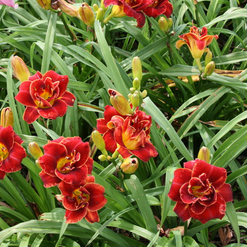 Chinese Scholar Daylily from Oakes Daylilies