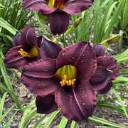 Chocolate Chip Daylily from Oakes Daylilies