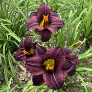 Chocolate Chip Daylily from Oakes Daylilies