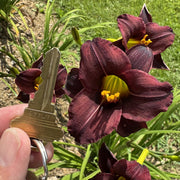 Chocolate Chip Daylily from Oakes Daylilies