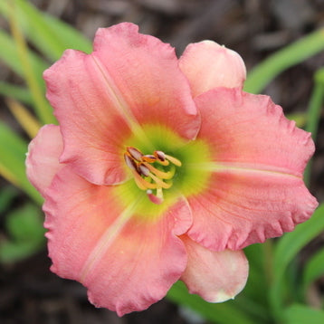 Chorus Line Daylily from Oakes Daylilies