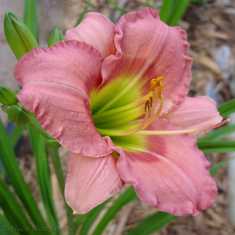 Chorus Line Daylily from Oakes Daylilies