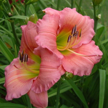 Chorus Line Daylily| Blooms & Blooms | Oakes Daylilies