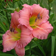 Chorus Line Daylily from Oakes Daylilies