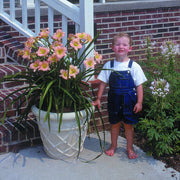 Chorus Line Daylily from Oakes Daylilies