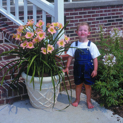 Chorus Line Daylily from Oakes Daylilies