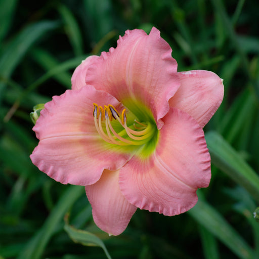 Chorus Line Daylily from Oakes Daylilies