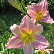 Chosen Love Daylily from Oakes Daylilies