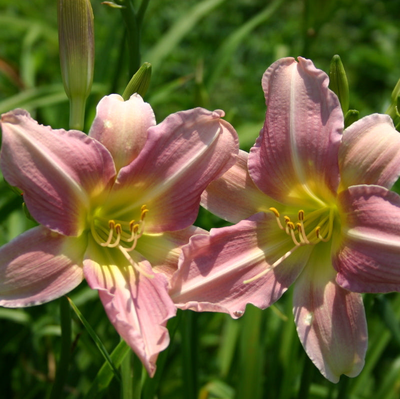 Chosen Love Daylily from Oakes Daylilies