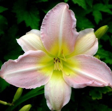 Chosen Love Daylily from Oakes Daylilies