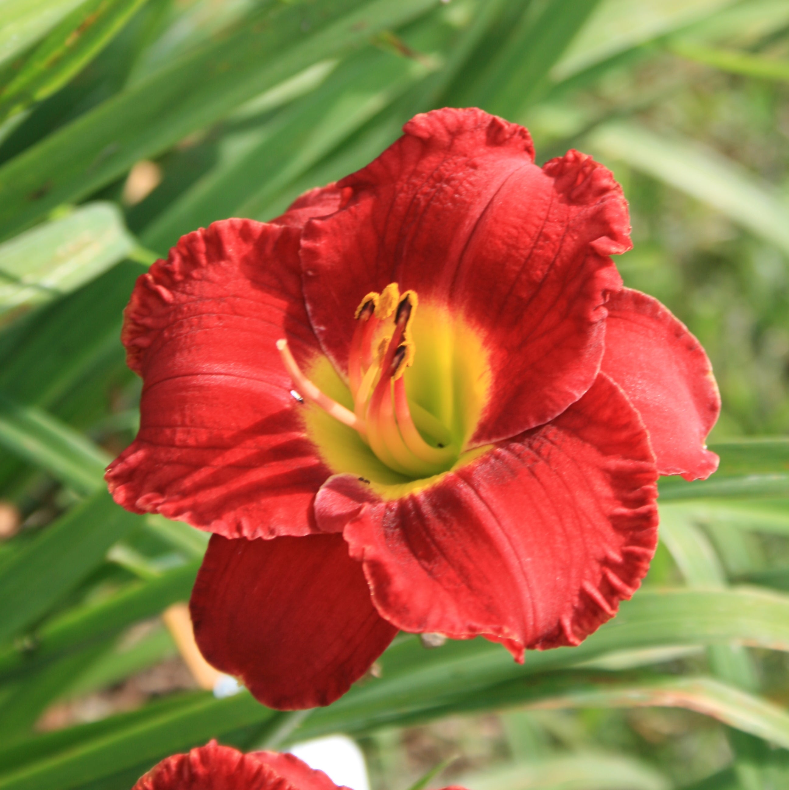 Christmas Wishes Daylily | Bright Red Rebloomer |Oakes Daylilies