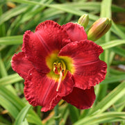 Christmas Wishes Daylily from Oakes Daylilies