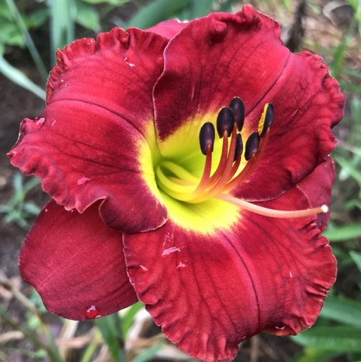 Christmas Wishes Daylily from Oakes Daylilies