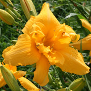 Common Sense Daylily from Oakes Daylilies