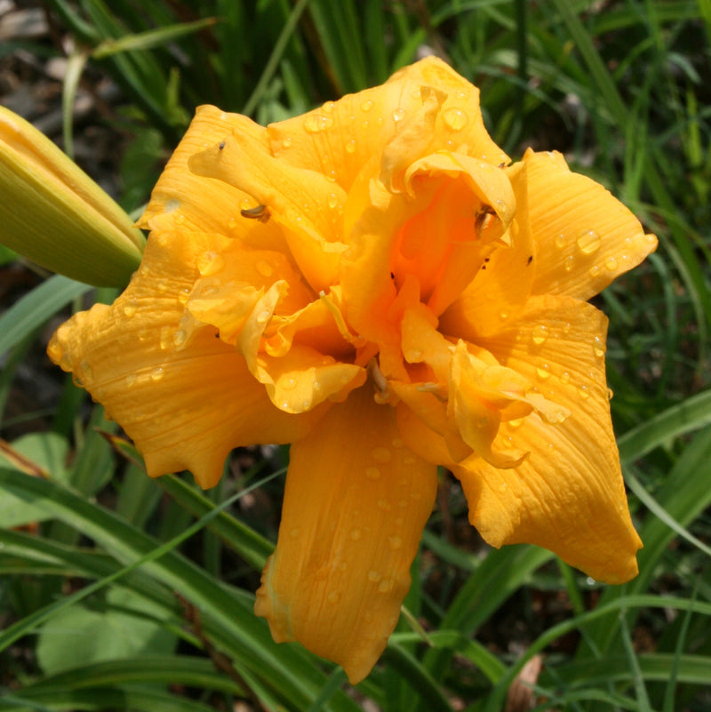 Common Sense Daylily from Oakes Daylilies