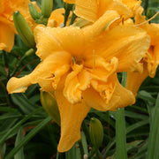Common Sense Daylily from Oakes Daylilies
