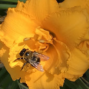 Condilla Daylily from Oakes Daylilies