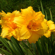 Condilla Daylily from Oakes Daylilies