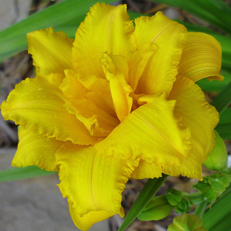Condilla Daylily from Oakes Daylilies